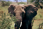 Picture 'KT1_44_12 African Elephant, Elephant, Tanzania, Serengeti'